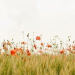 Finding Inspiration in the World’s Quietest Places