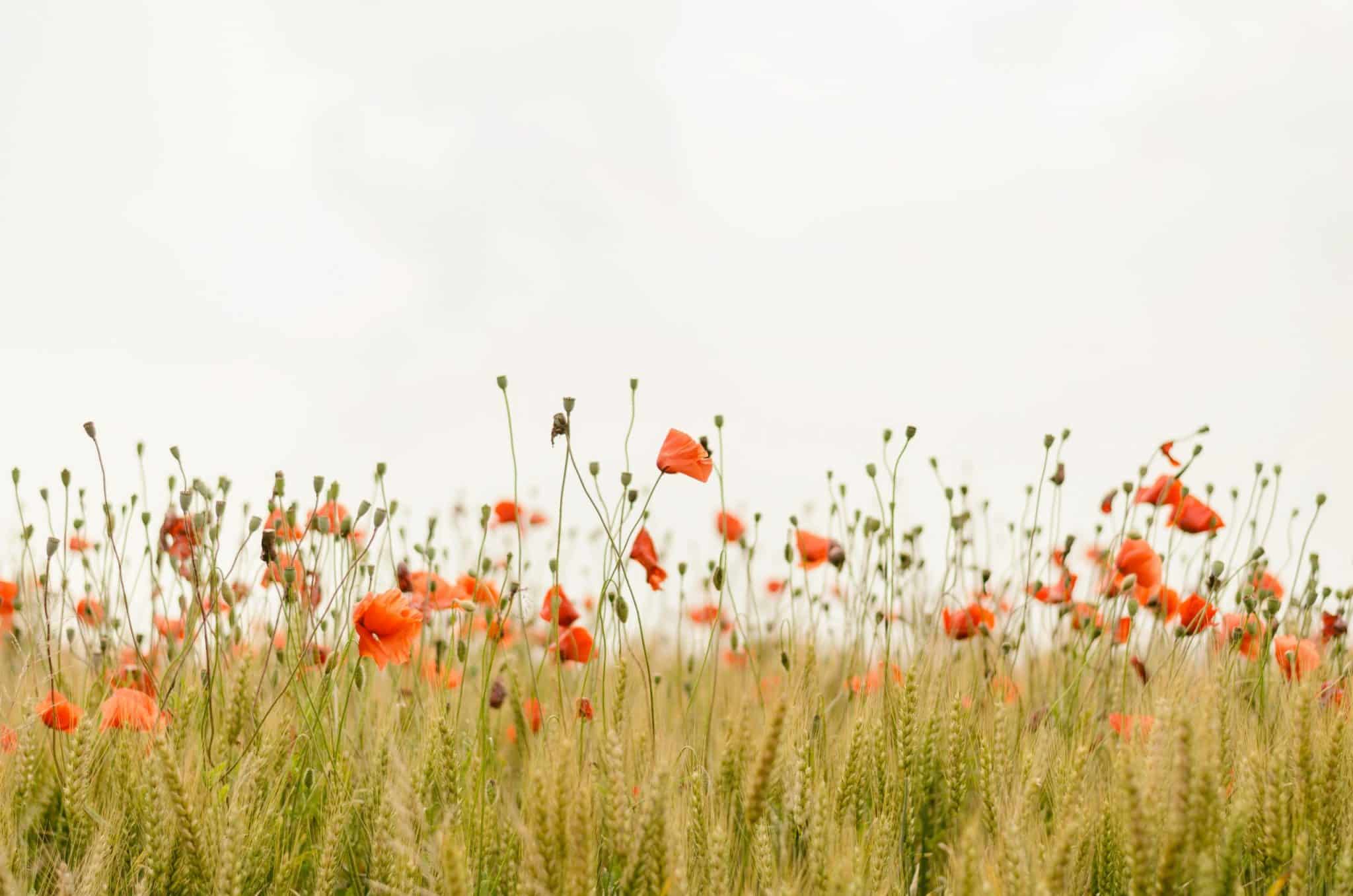 Finding Inspiration in the World’s Quietest Places