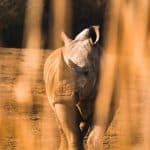 Wildlife Encounters That Will Change Your Life