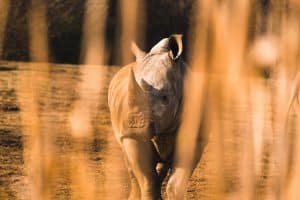 Wildlife Encounters That Will Change Your Life