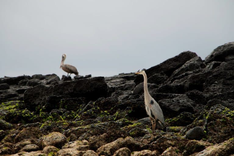 Cruising the Galapagos: Encounters with Evolution