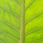Green Building Materials Leading the Sustainability Charge
