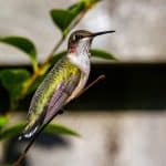 Backyard ADUs: Small Spaces, Big Opportunities