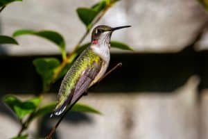 Backyard ADUs: Small Spaces, Big Opportunities
