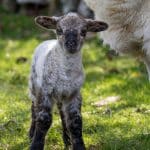 Haunted Hotels for the Brave and Curious